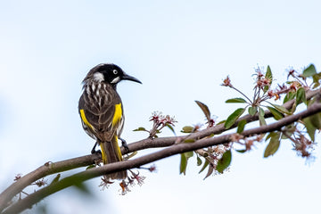 New Holland Honeyeater 1