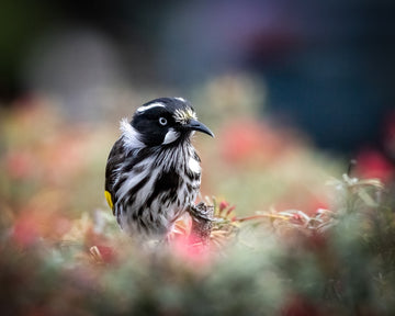 New Holland Honeyeater 4