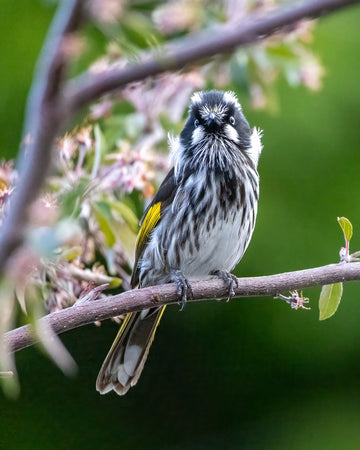 New Holland Honeyeater 5