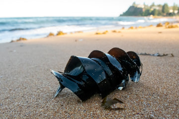 Newport Beach Shark Egg
