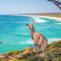 North Stradbroke Island Kangaroo
