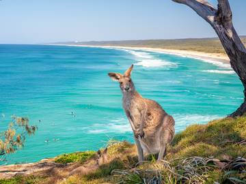 North Stradbroke Island Kangaroo