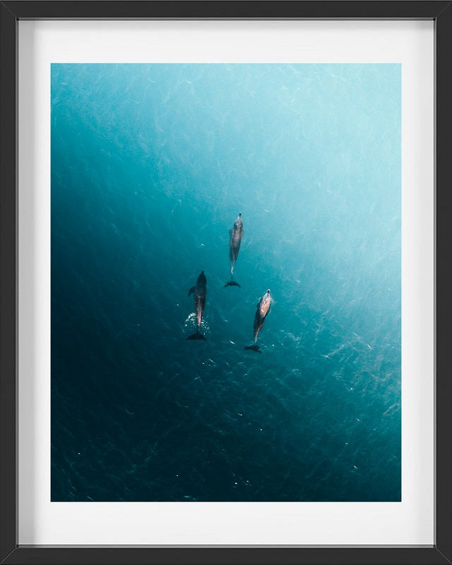 Dolphin Pals