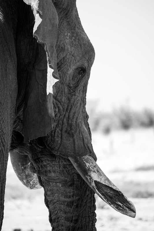 Old Elephant Bull