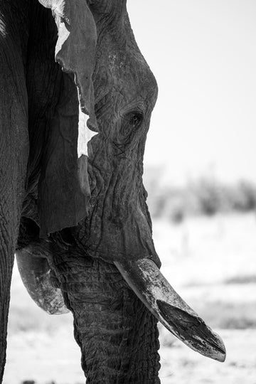 Old Elephant Bull