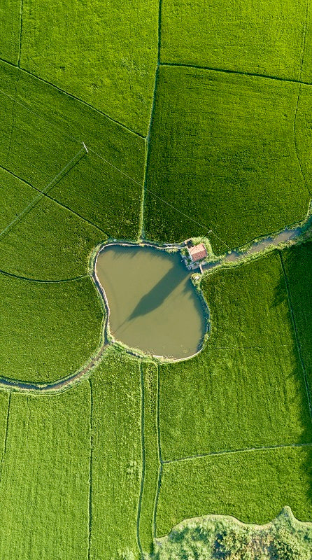 Oasis