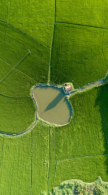 Oasis