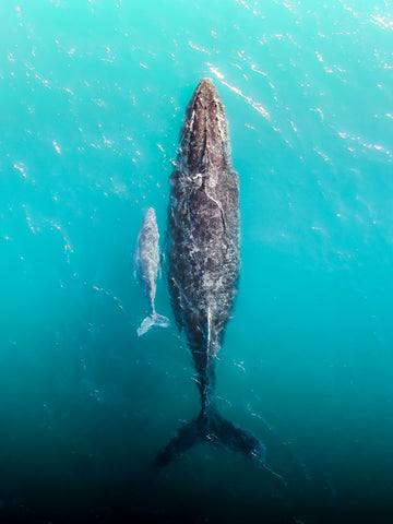 Ocean Drifting