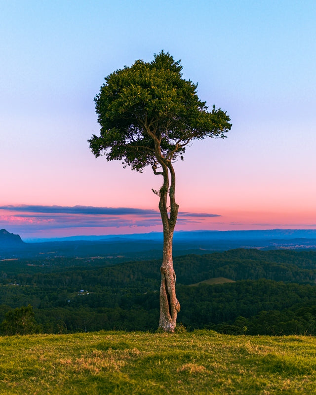 One Tree