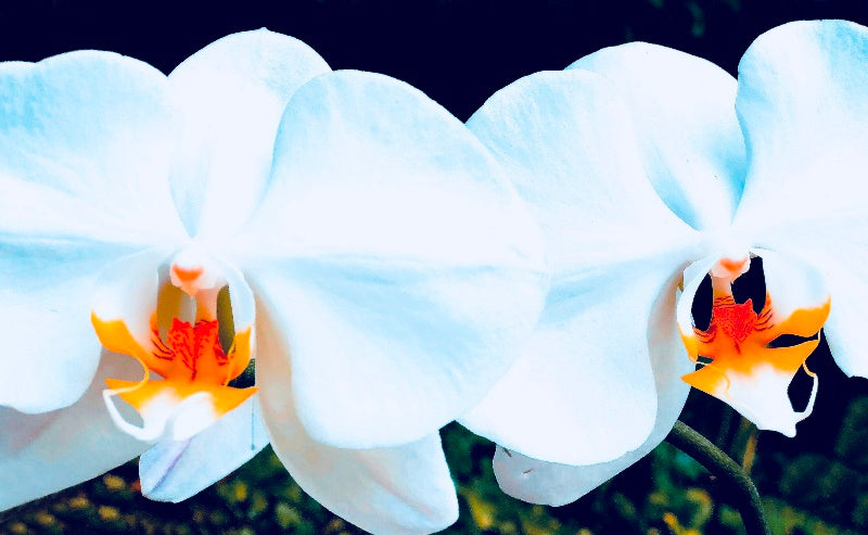 Orchid Twins