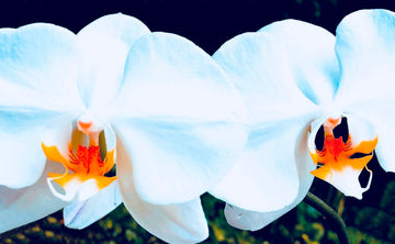 Orchid Twins
