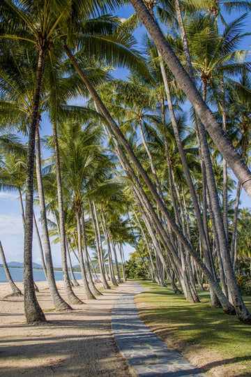 PALM COVE | PALM TREE PERFECTION