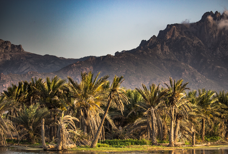 PALM MOUNTAINS