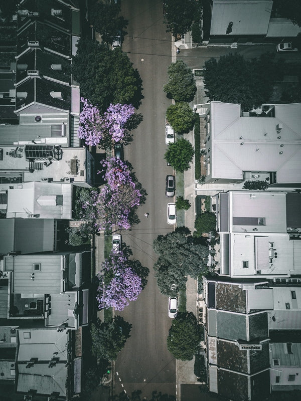 Paddington Jacarandas