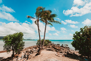 Palm Days