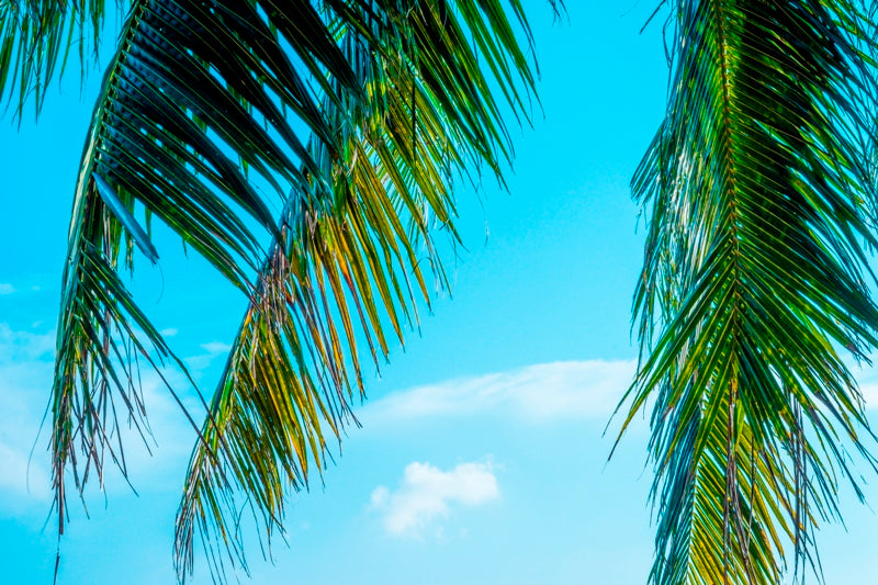 Palm Oasis
