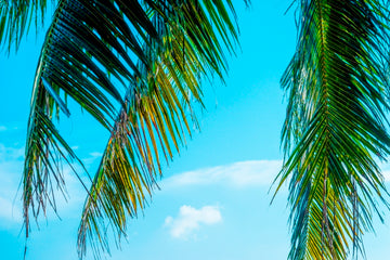 Palm Oasis