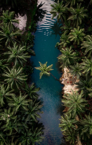 Palm Island