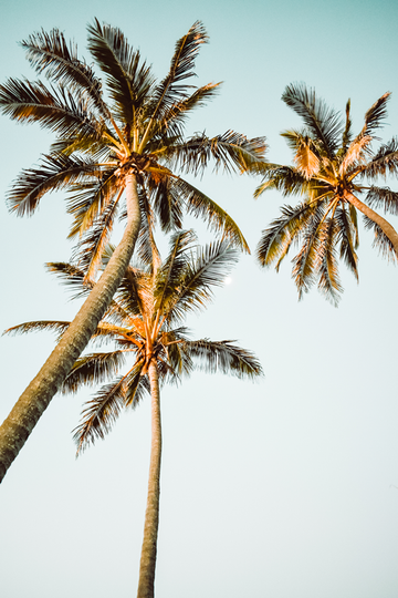 Palms