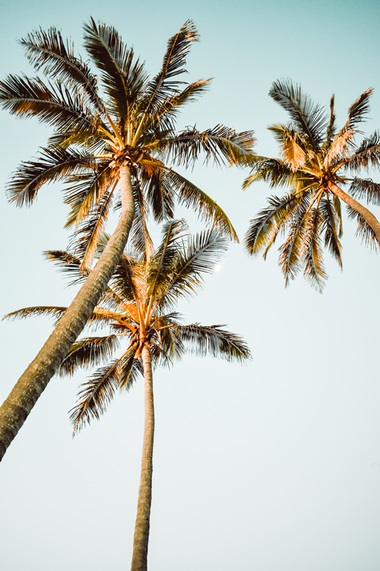 Palms