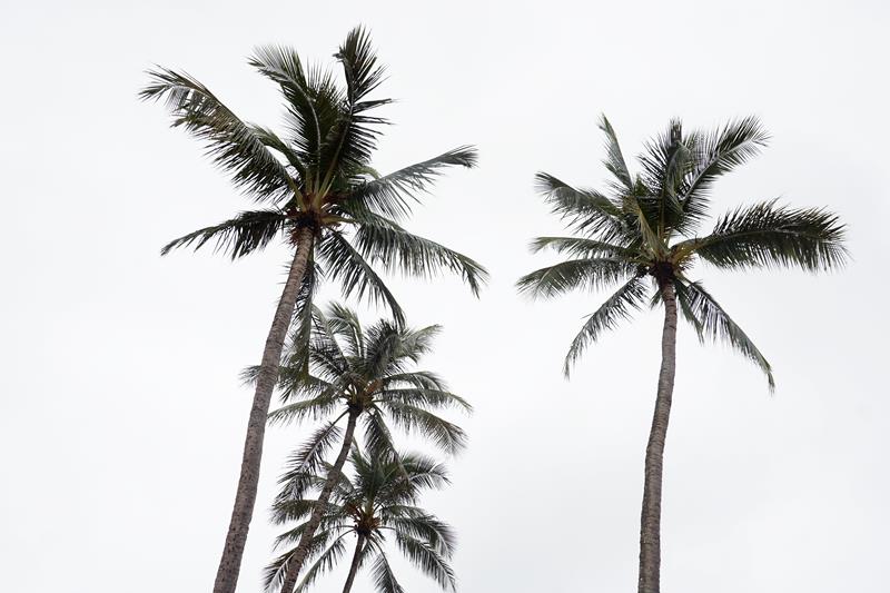 Palm trees