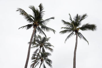 Palm trees