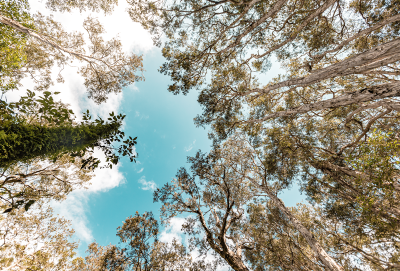 Paperbark Forest