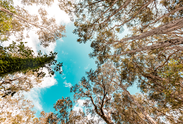 Paperbark Forest