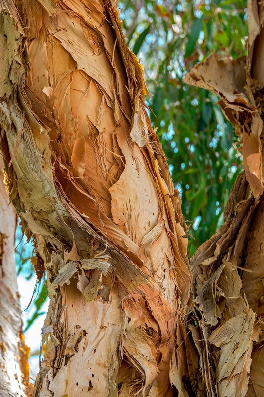 Paperbark Art