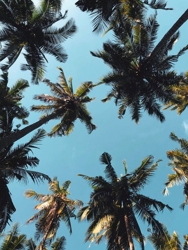 Paradise Sky