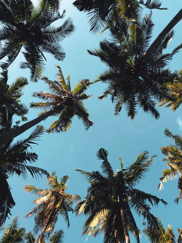 Paradise Sky