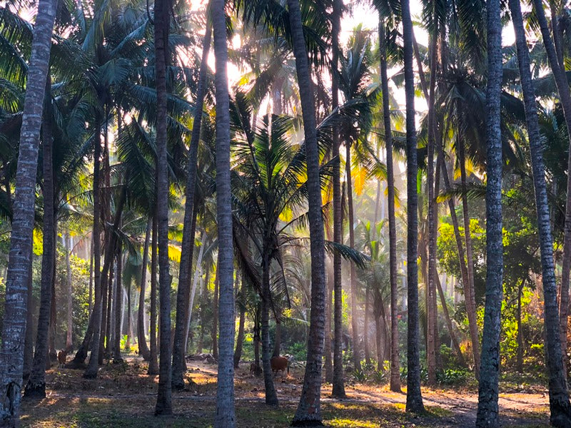 Paradise Views