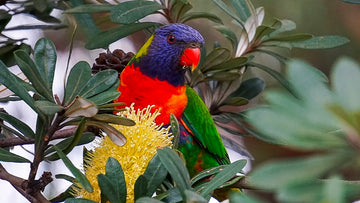 Parrot 2