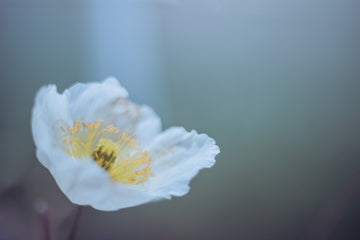 Peaceful Poppy
