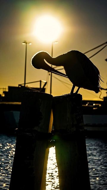 Pelican 1