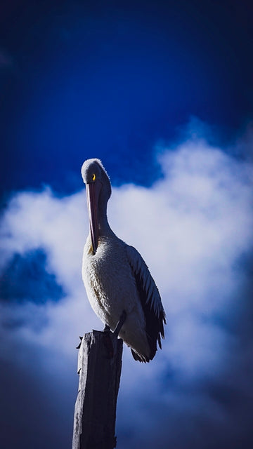 Pelican
