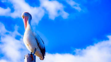 Pelican 3