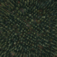Penrose Forest