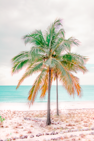 Percy Palm