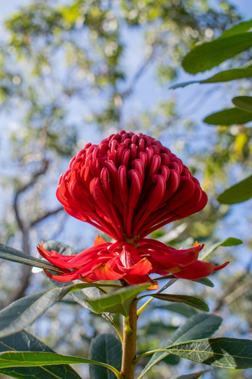 Perfect Waratah