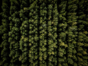 Pine Forest