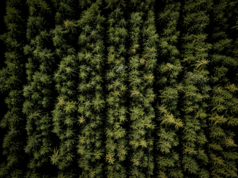 Pine Forest