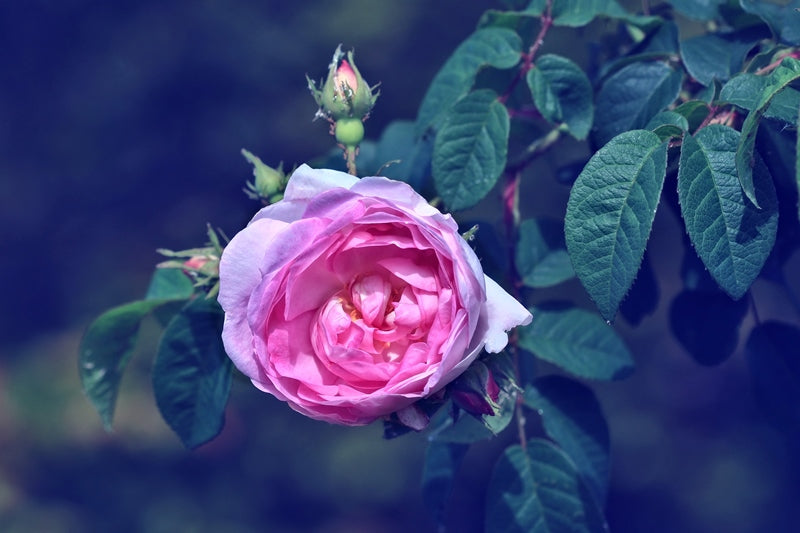 Pink Beauty