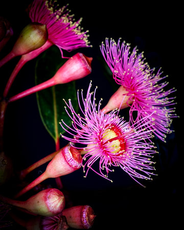 Pink Gum 1