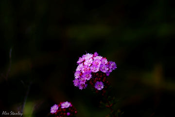 Pink Cluster