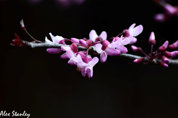 Pink Flowers