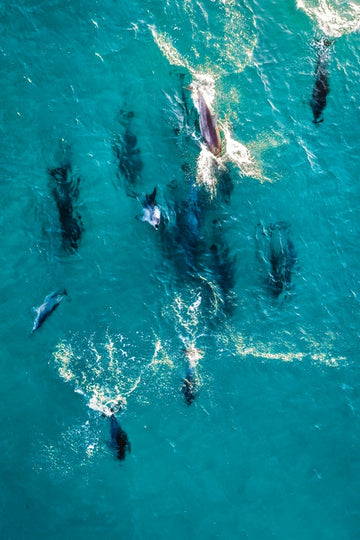 Playful Dolphins