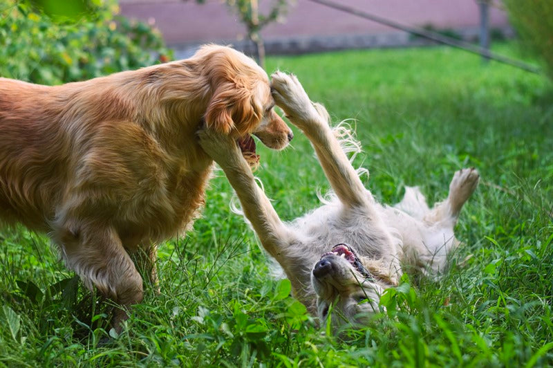 Playtime