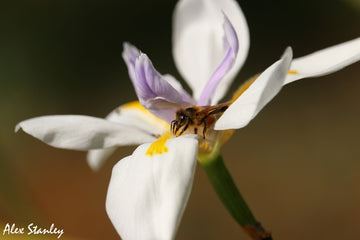 Pollinating