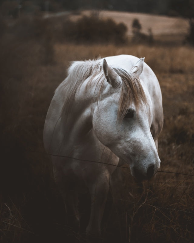 Ponies